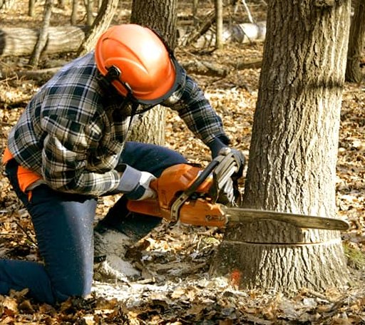 Tree Removal in Luther, OK